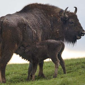 Bilder Unsere Wildnis