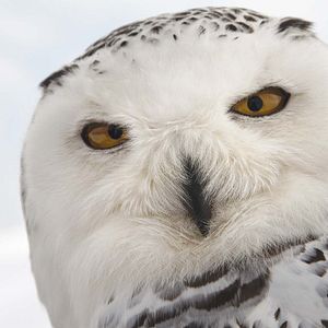 Bilder Unsere Wildnis