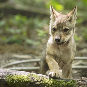 Bilder Unsere Wildnis