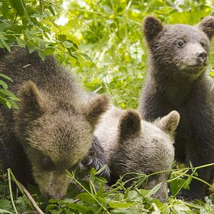 Bilder Unsere Wildnis