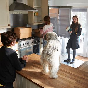 Bilder Pudsey - Ein tierisch cooler Held