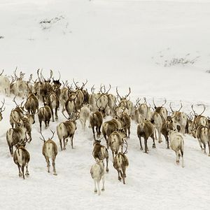 Bilder Unsere Wildnis