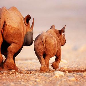 Bilder Symphonie der Tiere