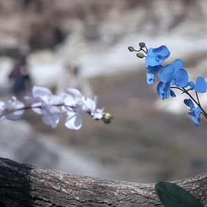 Bilder Upstream Color