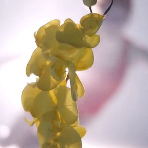 Bilder Upstream Color