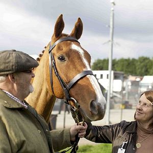 Bilder Dark Horse: The Incredible True Story Of Dream Alliance