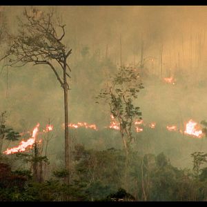 Bilder Cowspiracy - Das Geheimnis Der Nachhaltigkeit
