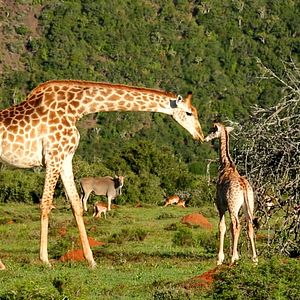 Bilder Südafrika - Der Kinofilm