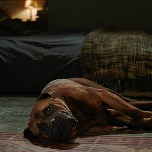 Bilder Freunde fürs Leben