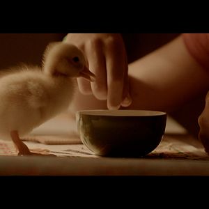 Bilder Zugvögel - Wenn Freundschaft Flügel verleiht