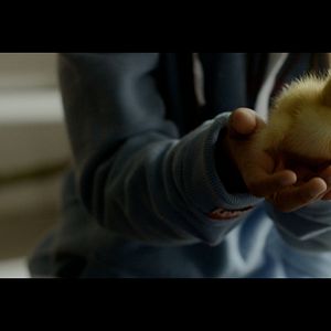 Bilder Zugvögel - Wenn Freundschaft Flügel verleiht