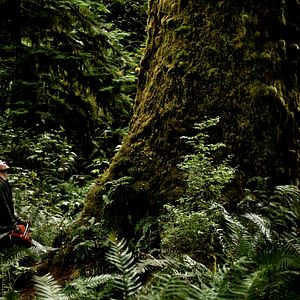 Bilder Hadwin's Judgement