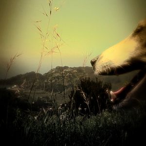 Bilder Heart Of A Dog