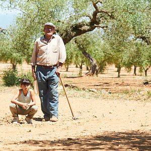 Bilder El Olivo - Der Olivenbaum