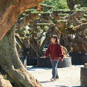 Bilder El Olivo - Der Olivenbaum