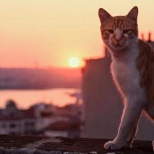 Bilder Kedi - Von Katzen und Menschen