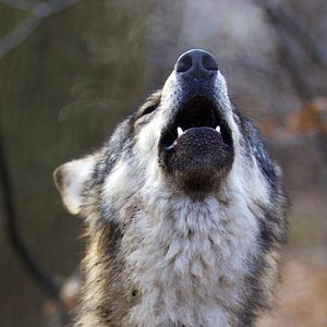 Bilder Unsere Wildnis