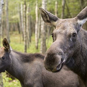 Bilder Unsere Wildnis