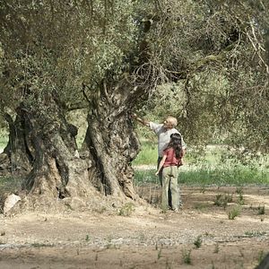 Bilder El Olivo - Der Olivenbaum