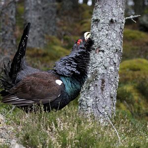 Bilder Cantábrico: Los dominios del oso pardo