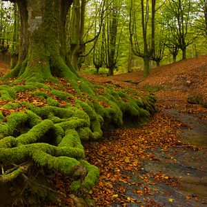 Bilder Cantábrico: Los dominios del oso pardo