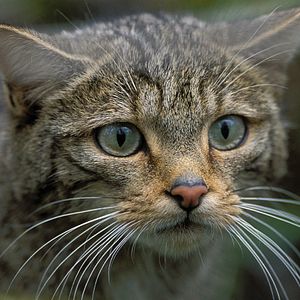 Bilder Cantábrico: Los dominios del oso pardo