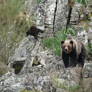 Bilder Cantábrico: Los dominios del oso pardo