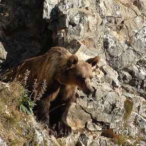 Bilder Cantábrico: Los dominios del oso pardo
