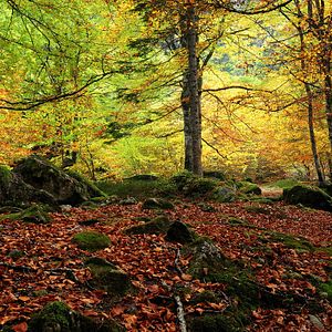 Bilder Cantábrico: Los dominios del oso pardo
