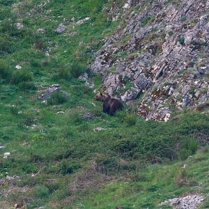 Bilder Cantábrico: Los dominios del oso pardo