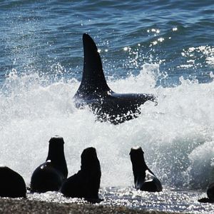 Bilder The Lighthouse Of The Whales