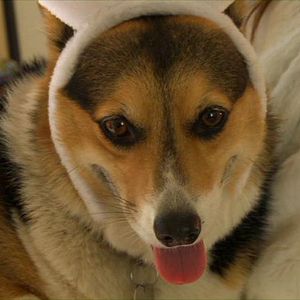 Bilder Ein Hund zu Ostern