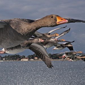Bilder Der mit den Gänsen fliegt
