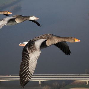 Bilder Der mit den Gänsen fliegt