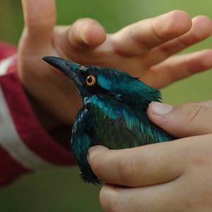 Bilder Yitik Kuşlar