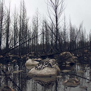 Bilder Jordskott - Die Rache des Waldes