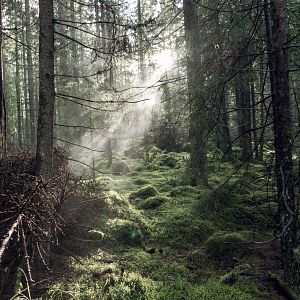 Bilder Jordskott - Die Rache des Waldes