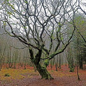Bilder Eine Leiche in Brocéliande