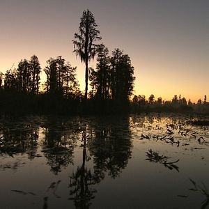 Bilder Wildes Sumpfland USA