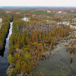 Bilder Wildes Sumpfland USA