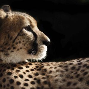 Bilder Racing Extinction