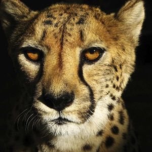 Bilder Racing Extinction