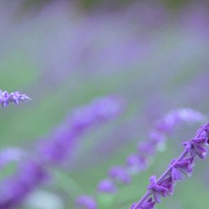 Bilder InnSæi - Die Kraft der Intuition