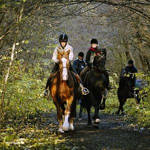 Bilder Zafir - Der schwarze Hengst