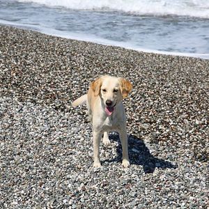 Bilder Sokak Köpekleri Bal İle Betty