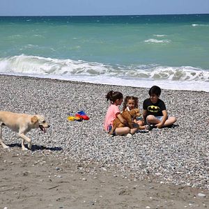 Bilder Sokak Köpekleri Bal İle Betty