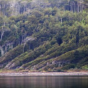 Bilder Der Perlmuttknopf