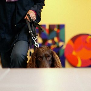 Bilder Multiple Schicksale