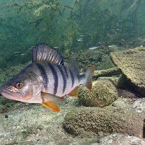 Bilder Der magische See - Tale Of A Lake