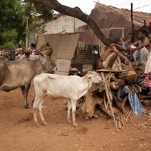 Bilder Mutter Theresa: Ihre Briefe. Ihr Leben.